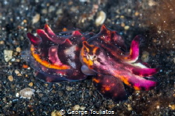 Flamboyant Cuttlefish!!! by George Touliatos 